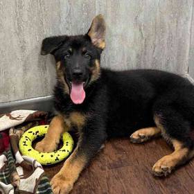 German Shepherd