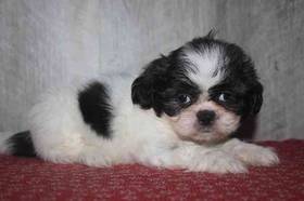 Shih Tzu