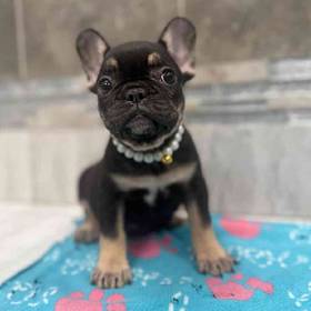 French Bulldog