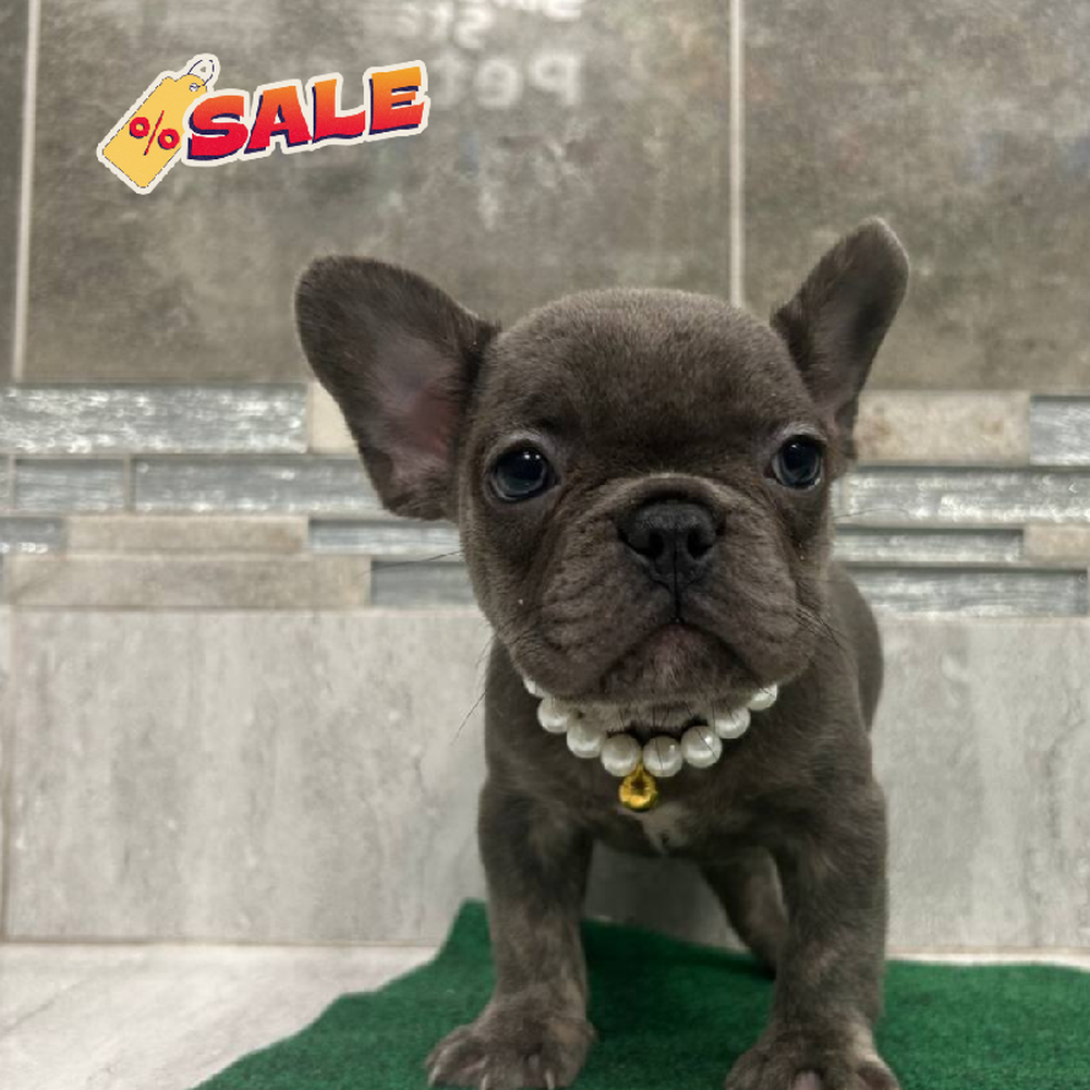 Image of a pet breed in the gallery