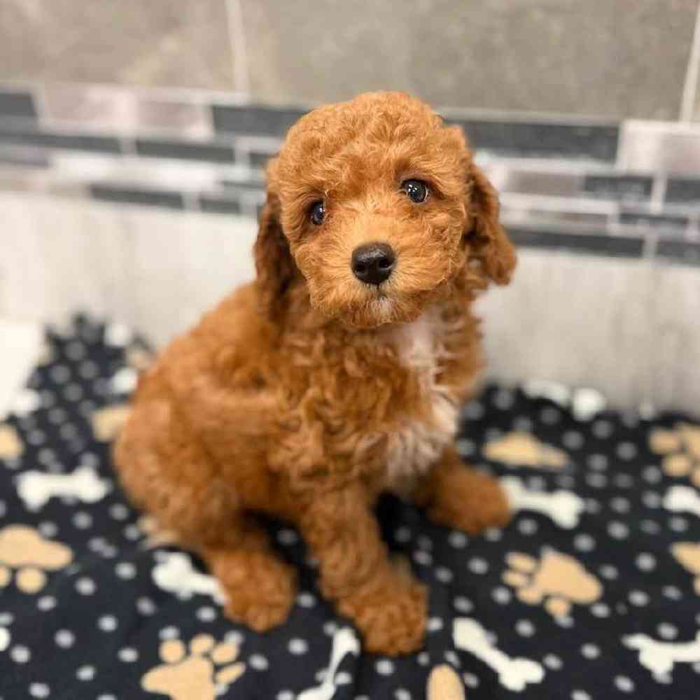 Image of a pet breed in the gallery