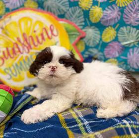 Shih Tzu