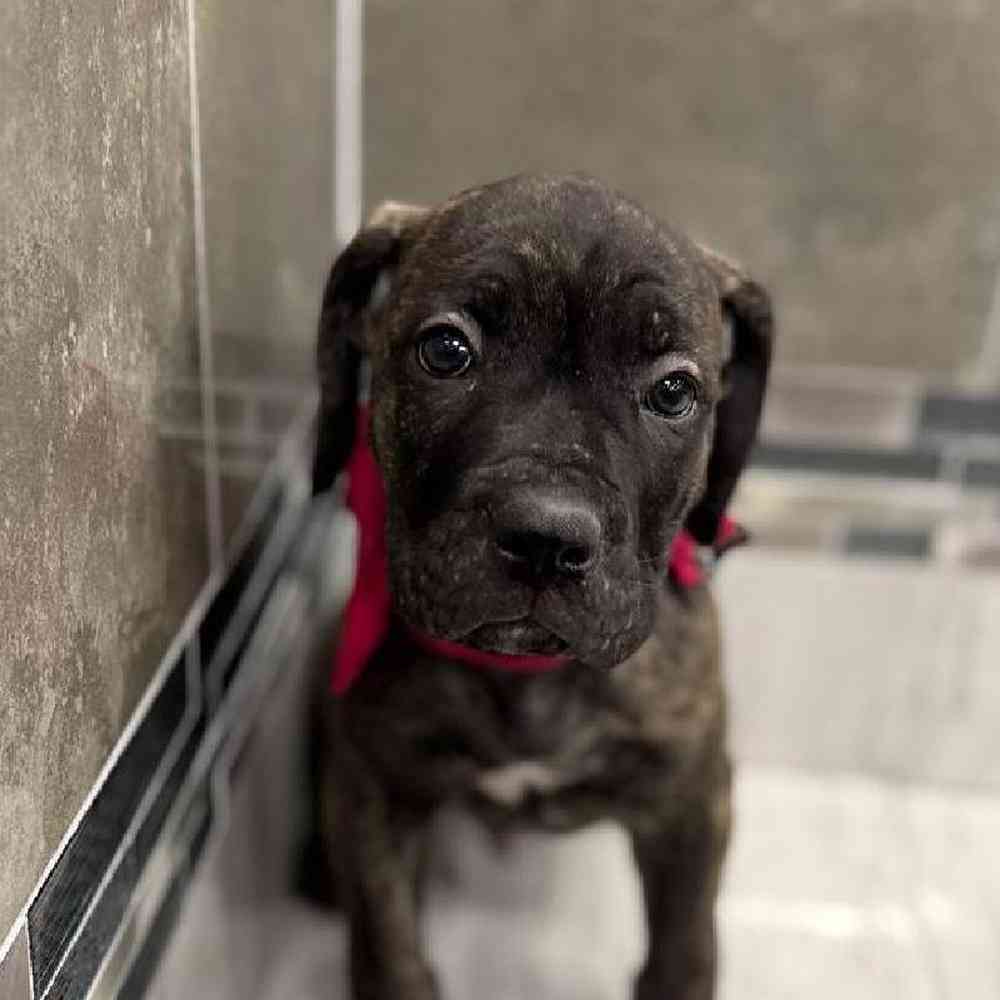 Male Cane Corso Puppy for Sale in New Haven, CT