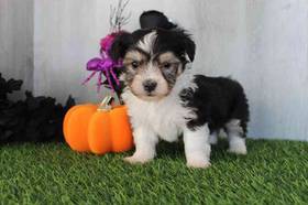 Havanese