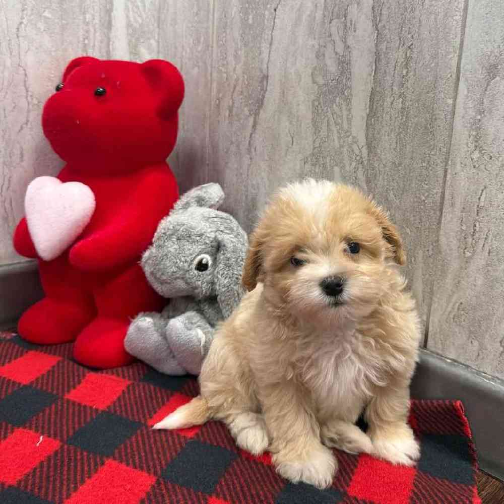 Image of a pet breed in the gallery