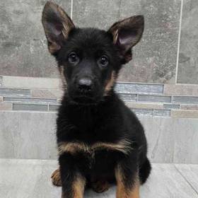 German Shepherd