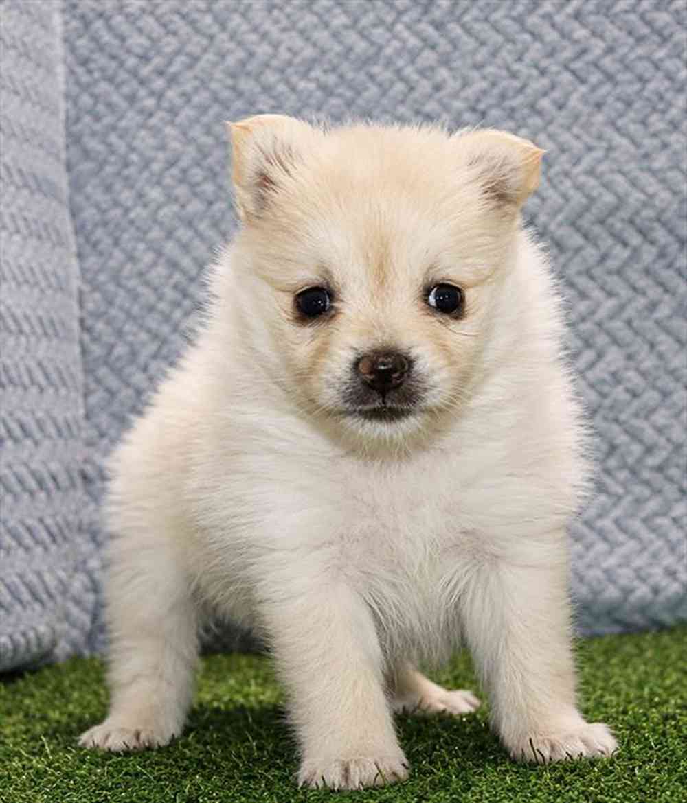 Image of a pet breed in the gallery