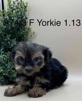 Yorkie
