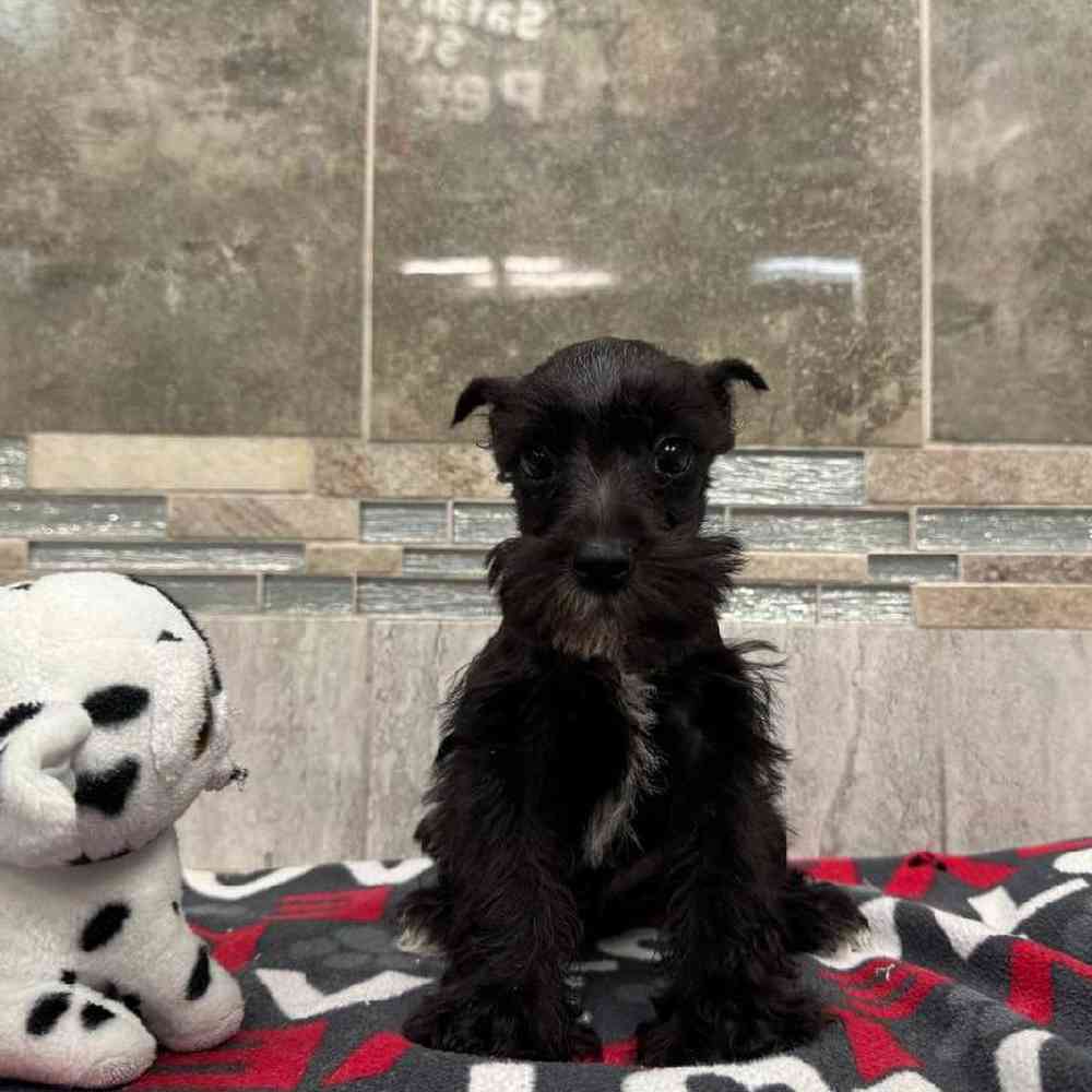 Image of a pet breed in the gallery