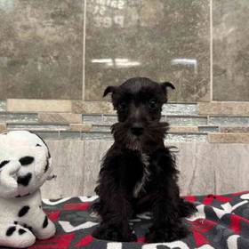 Mini Schnauzer
