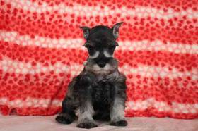 Mini Schnauzer