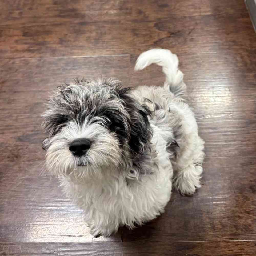 Image of a pet breed in the gallery