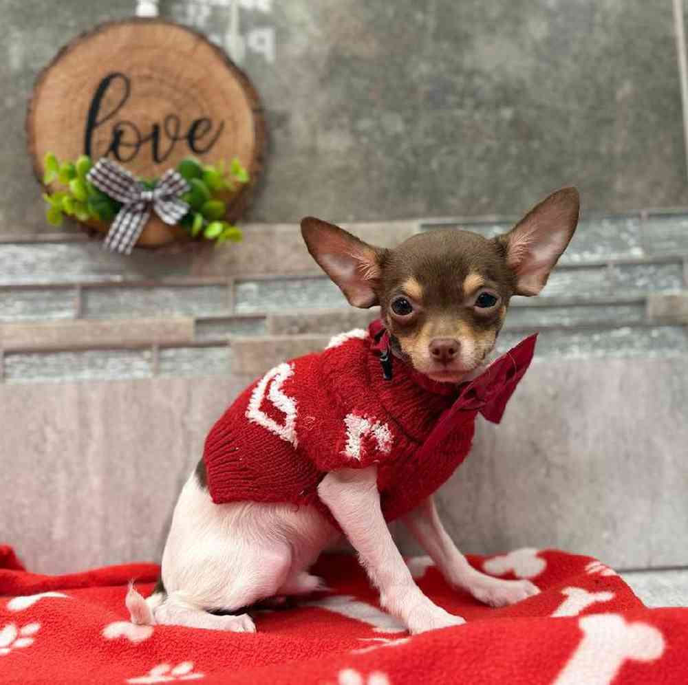 Image of a pet breed in the gallery