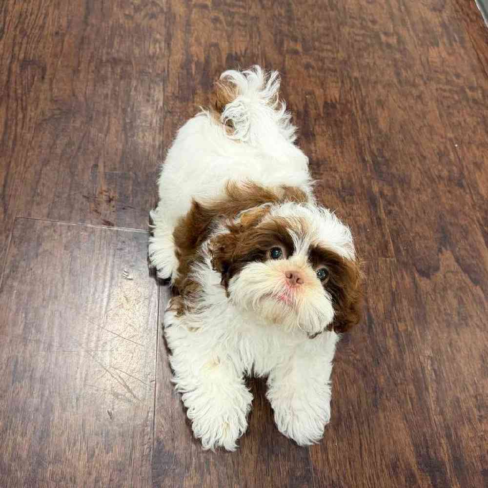 Female Shih Tzu Puppy for Sale in New Haven, CT