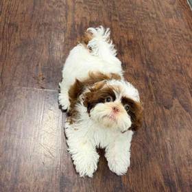 Shih Tzu
