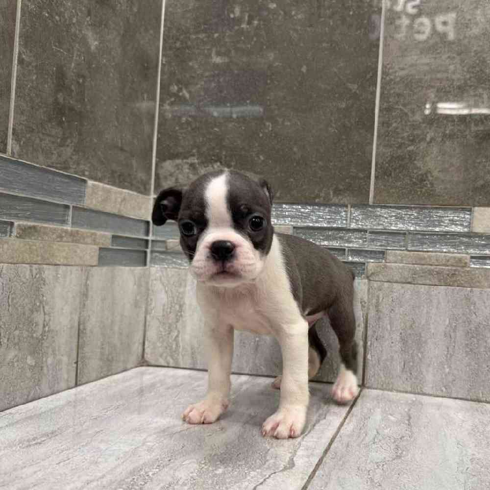 Image of a pet breed in the gallery