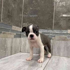 Boston Terrier