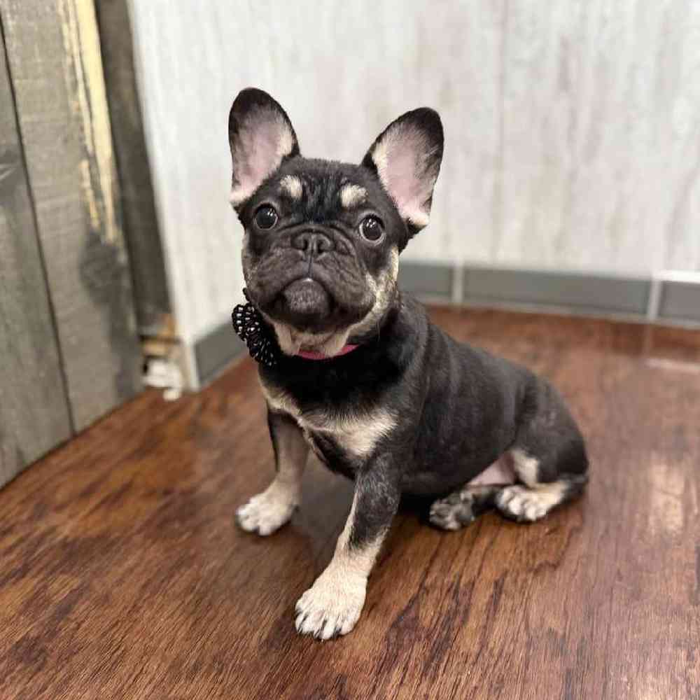 Female French Bulldog Puppy for Sale in New Haven, CT