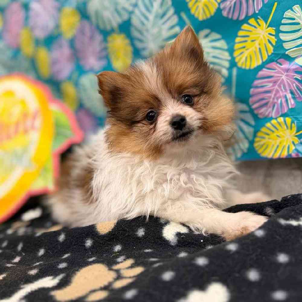 Image of a pet breed in the gallery