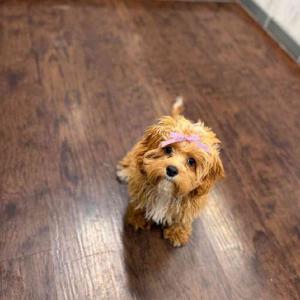 Female Cavapoo Puppy for Sale in New Haven, CT