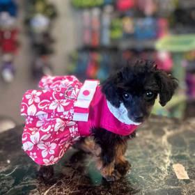 Poodle