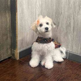 Poochon
