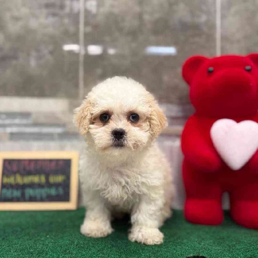 Image of a pet breed in the gallery