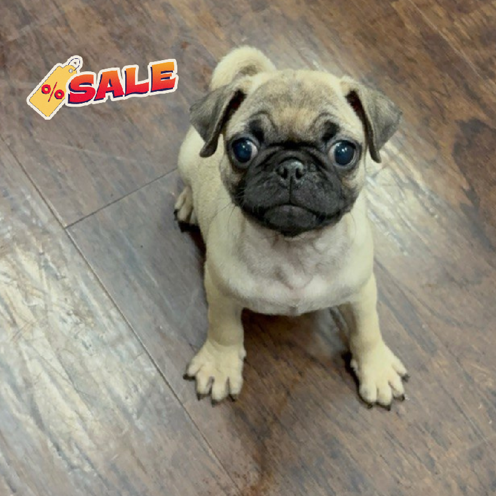 Female Pug Puppy for Sale in New Haven, CT