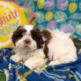 Shih Tzu