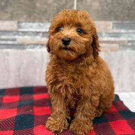 Mini Poodle