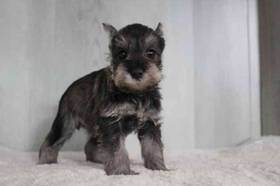 Mini Schnauzer