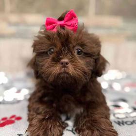 Shih Tzu