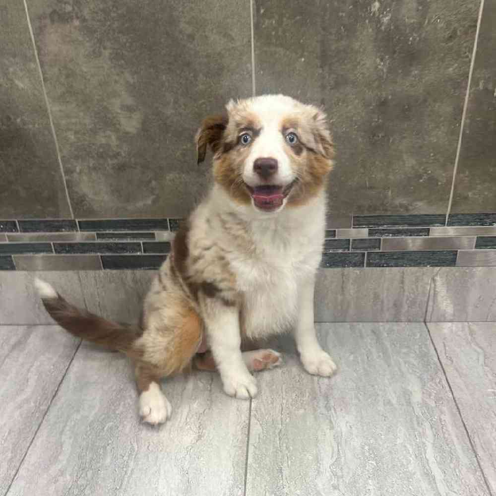 Female Australian Shepherd Puppy for Sale in New Haven, CT