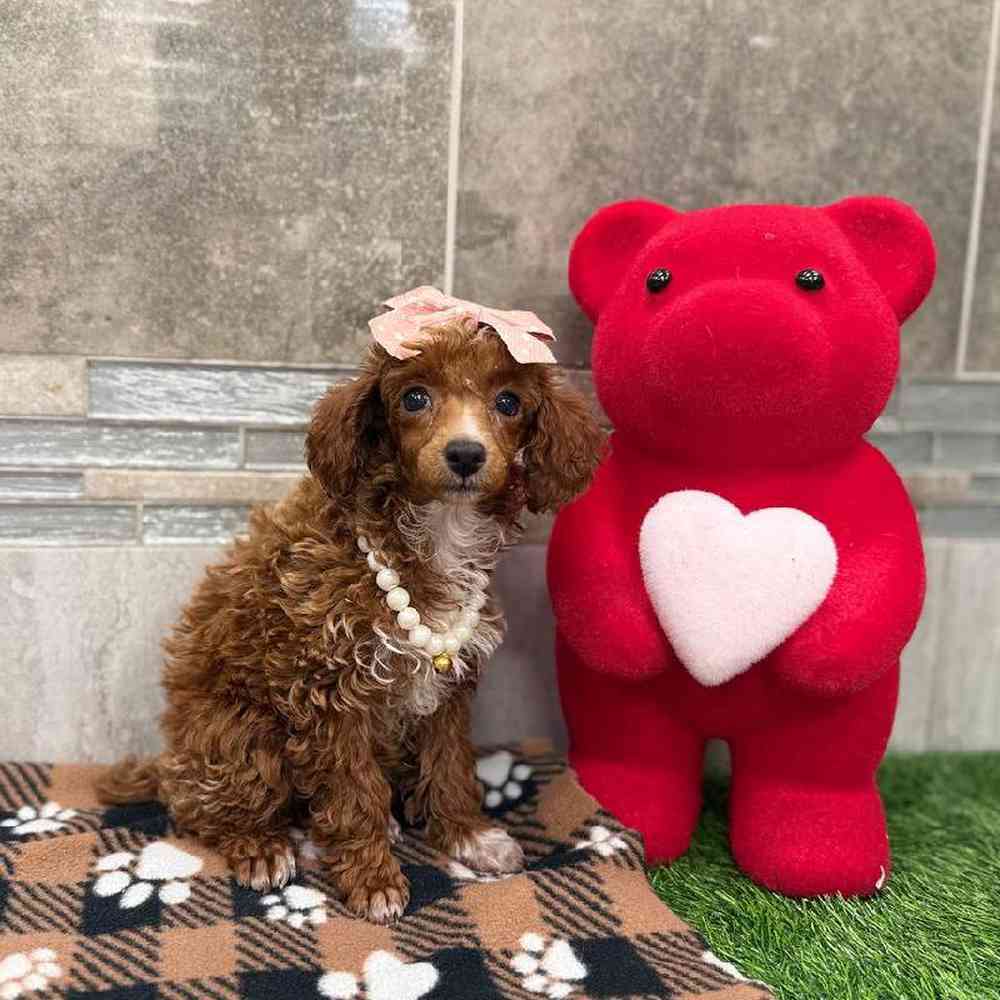 Female Poodle Puppy for Sale in New Haven, CT