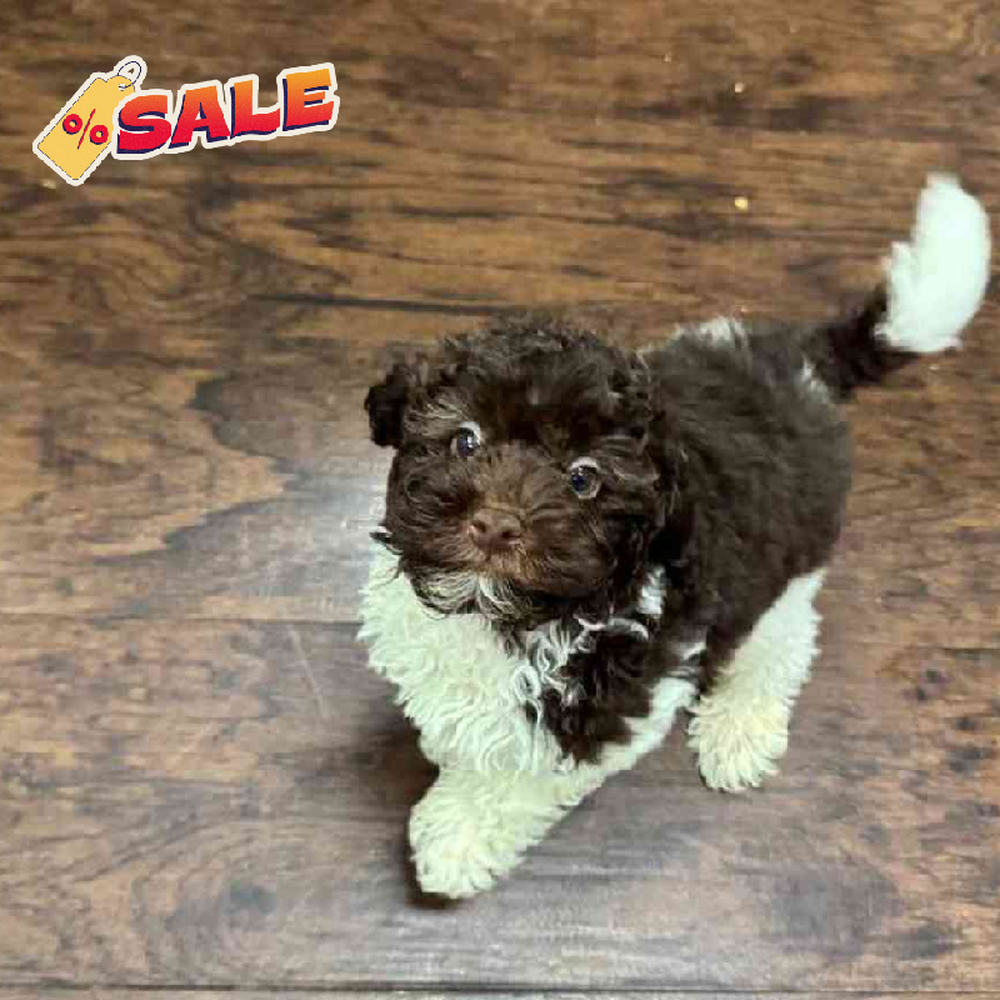Male Moyen Poodle Puppy for Sale in New Haven, CT