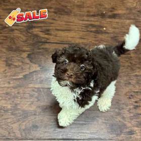 Moyen Poodle