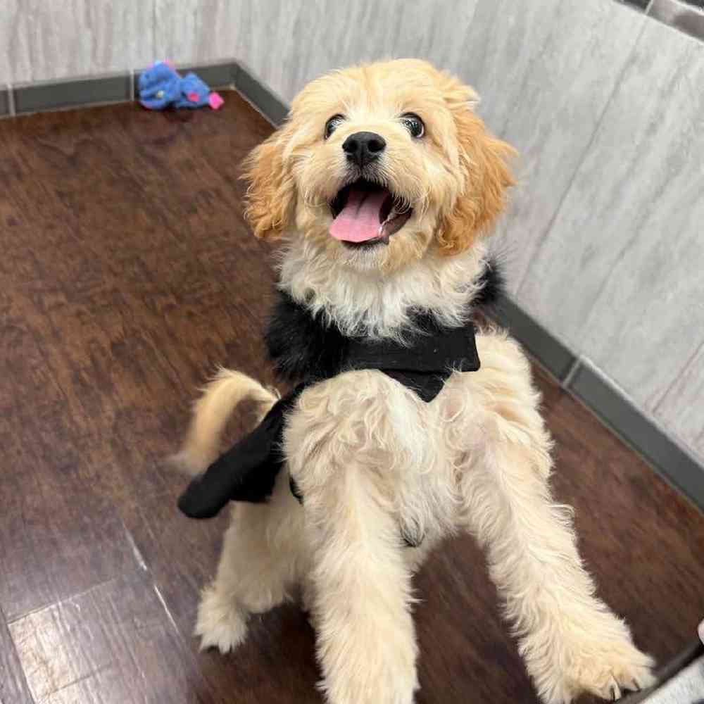 Image of a pet breed in the gallery