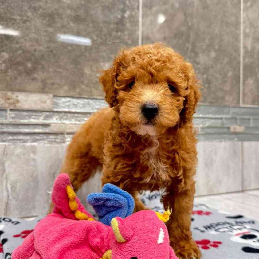 Image of a pet breed in the gallery