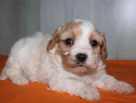 Cavachon