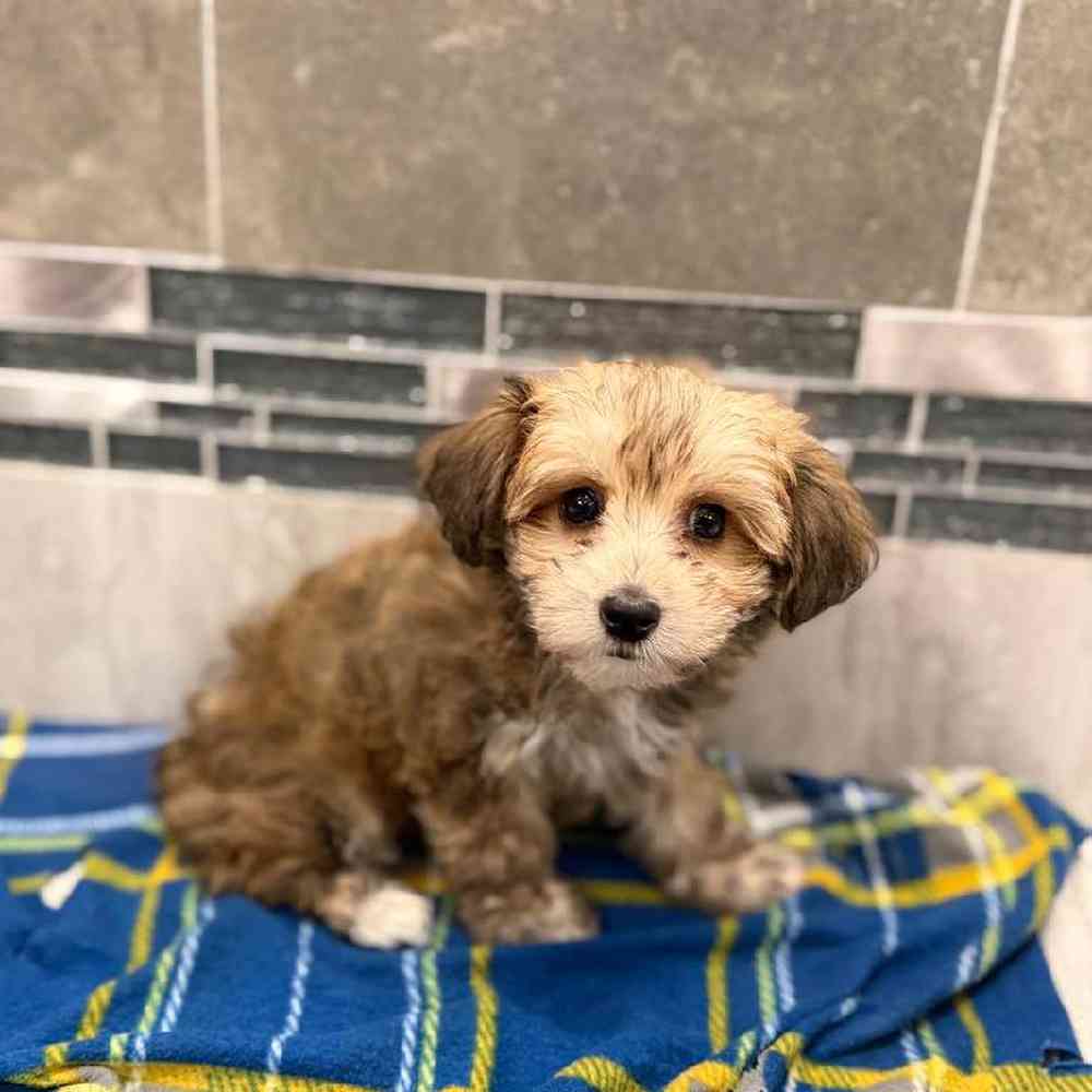Female Yochon Puppy for Sale in New Haven, CT