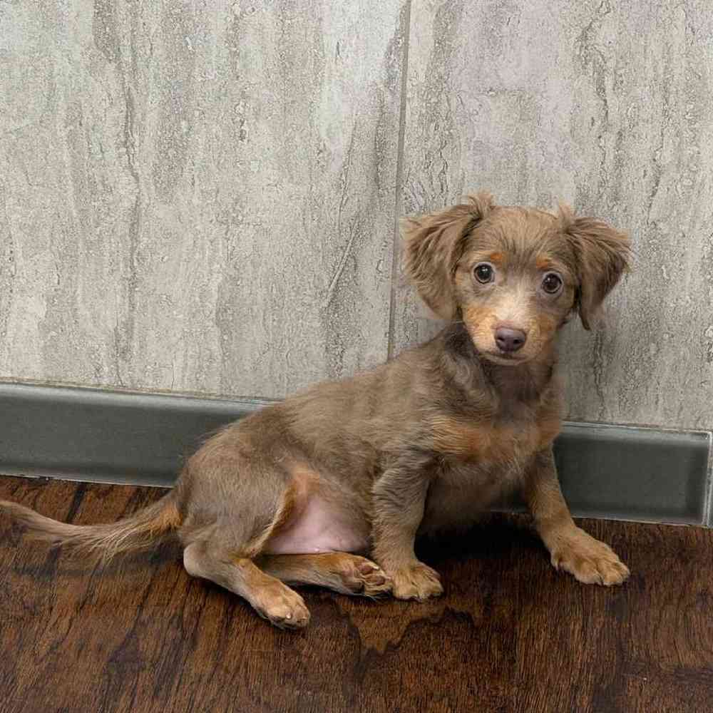 Male Chiweenie Puppy for Sale in New Haven, CT