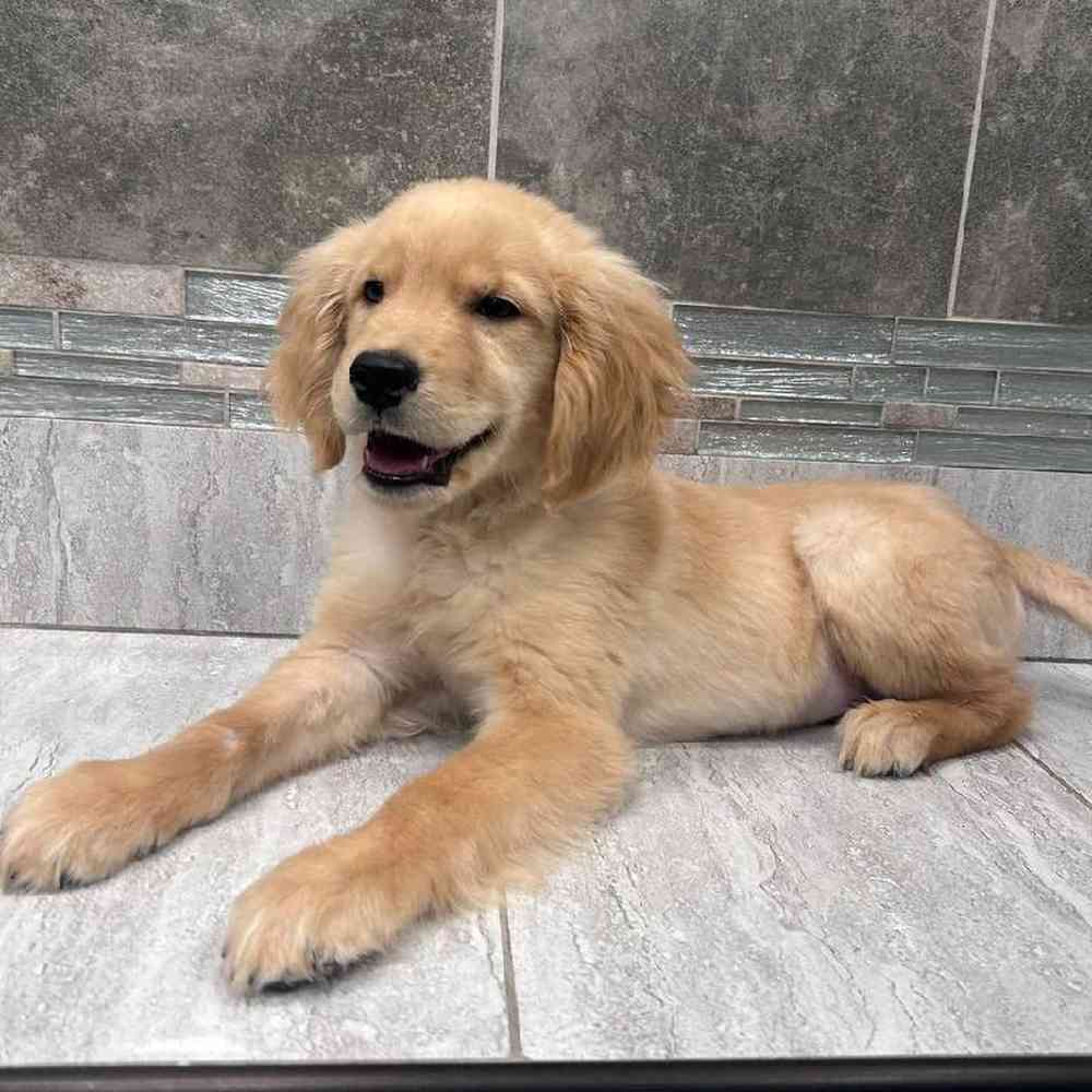 Male Golden Retriever Puppy for Sale in New Haven, CT