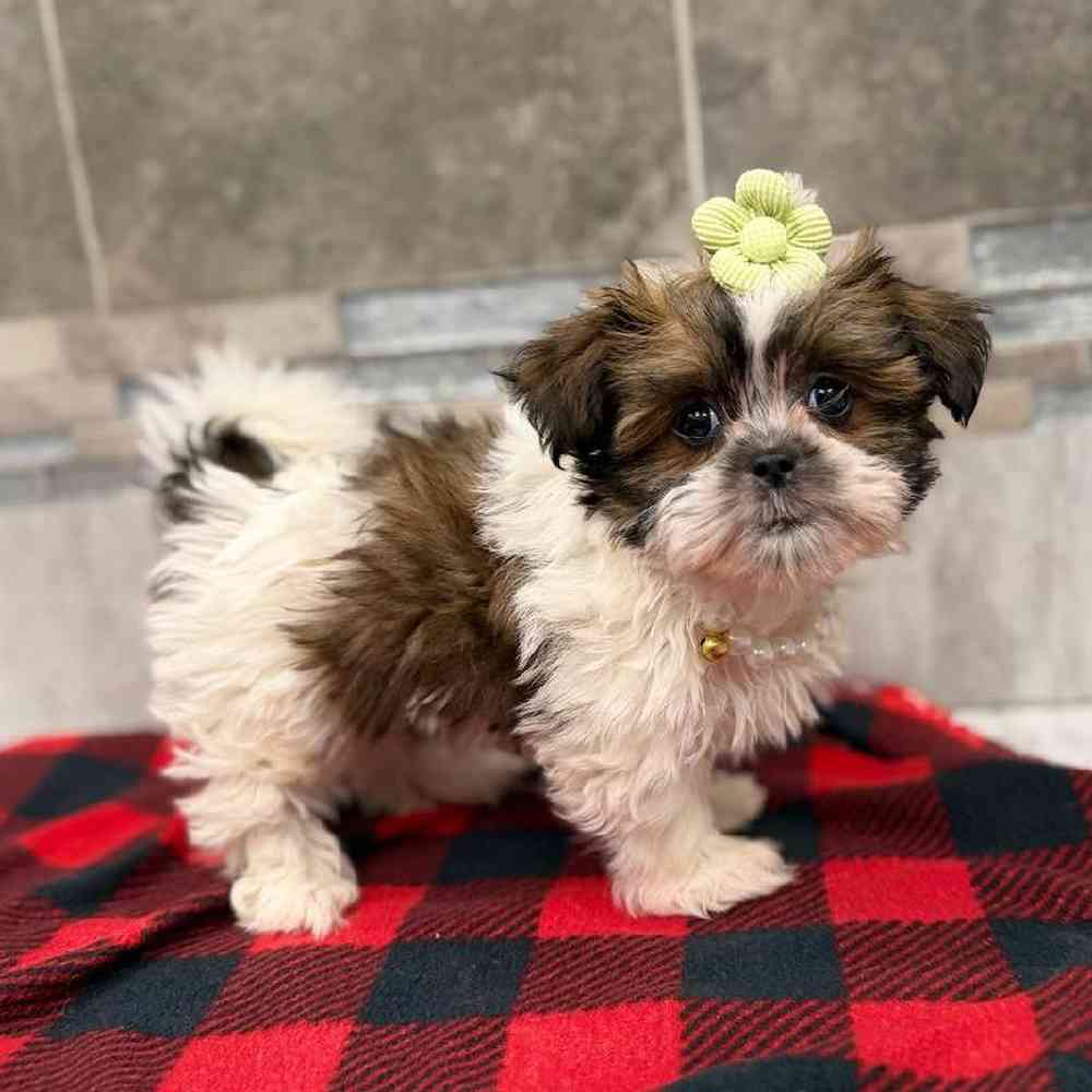 Female Havanese-Shih Tzu Puppy for Sale in New Haven, CT