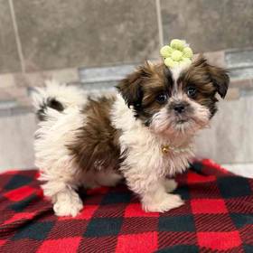 Havanese-Shih Tzu