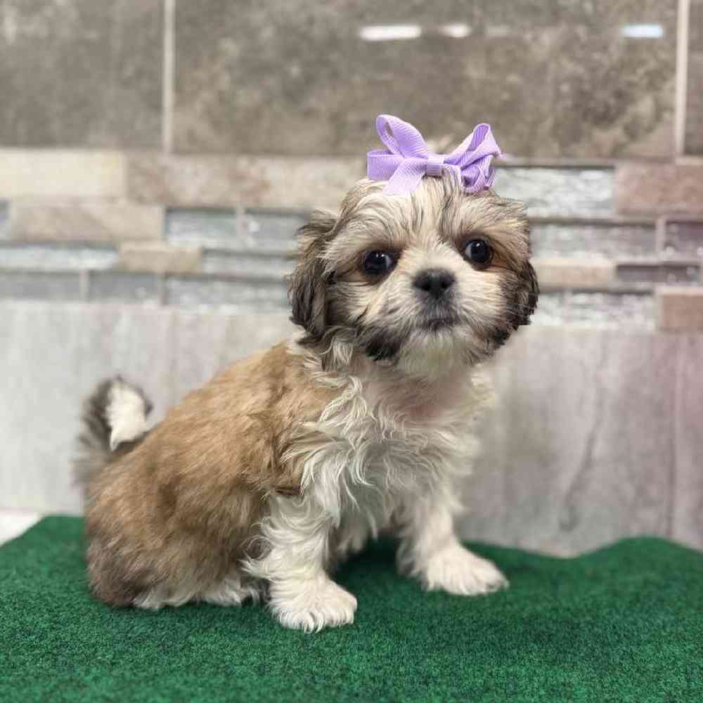 Image of a pet breed in the gallery