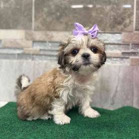 Shih Tzu
