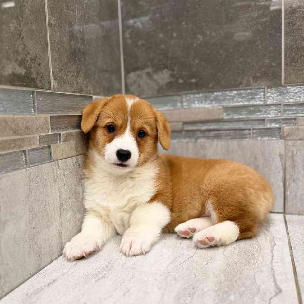 Image of a pet breed in the gallery