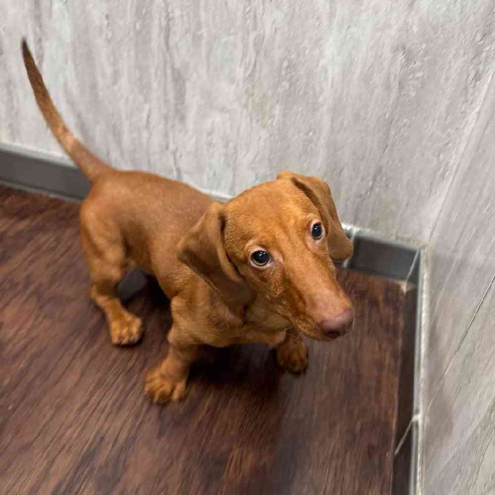 Image of a pet breed in the gallery