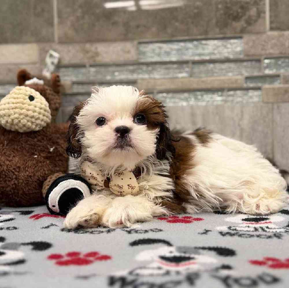 Image of a pet breed in the gallery