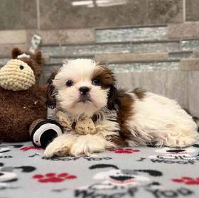 Shih Tzu